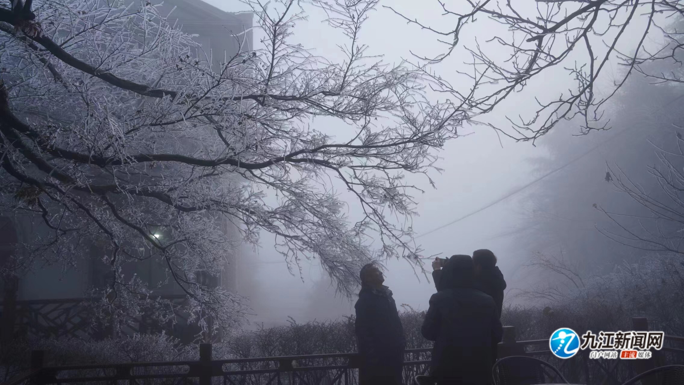 庐山雾松，揭秘自然奇景背后的现象