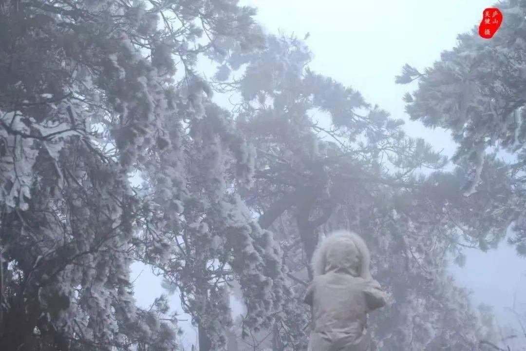 庐山雾松，揭秘自然奇景背后的现象