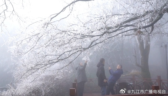 庐山雾松，揭秘自然奇景背后的现象