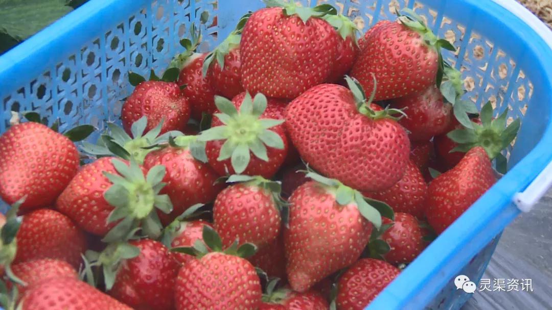 女子花巨款装草莓惊动店主，近三十斤草莓背后的故事