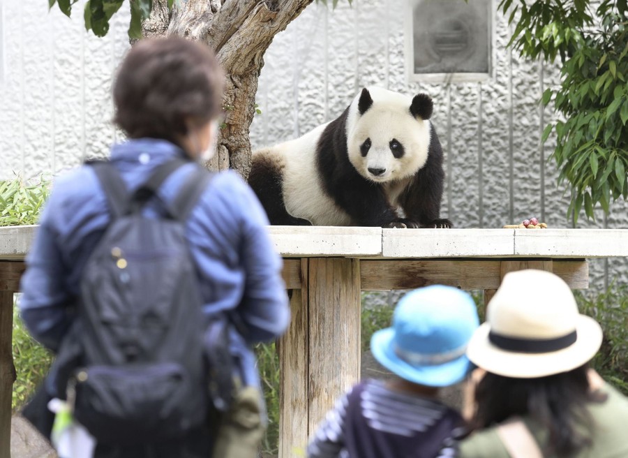 旅日二十年熊猫归国纪实，离别前的温情与期待