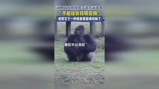 被大猩猩反向投喂的奇妙体验