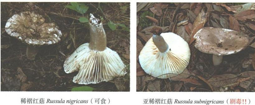 一家六口采食剧毒鹅膏菌后中毒事件深度解析