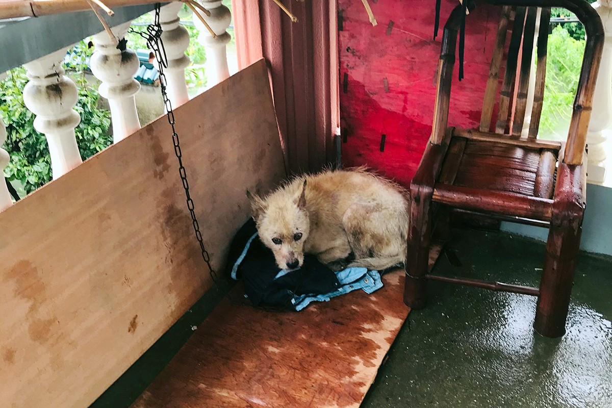 狗狗洪水中救小狗，无畏的忠诚与勇气