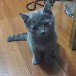女子救助小猫伤可见骨，紧急送医治疗感人瞬间