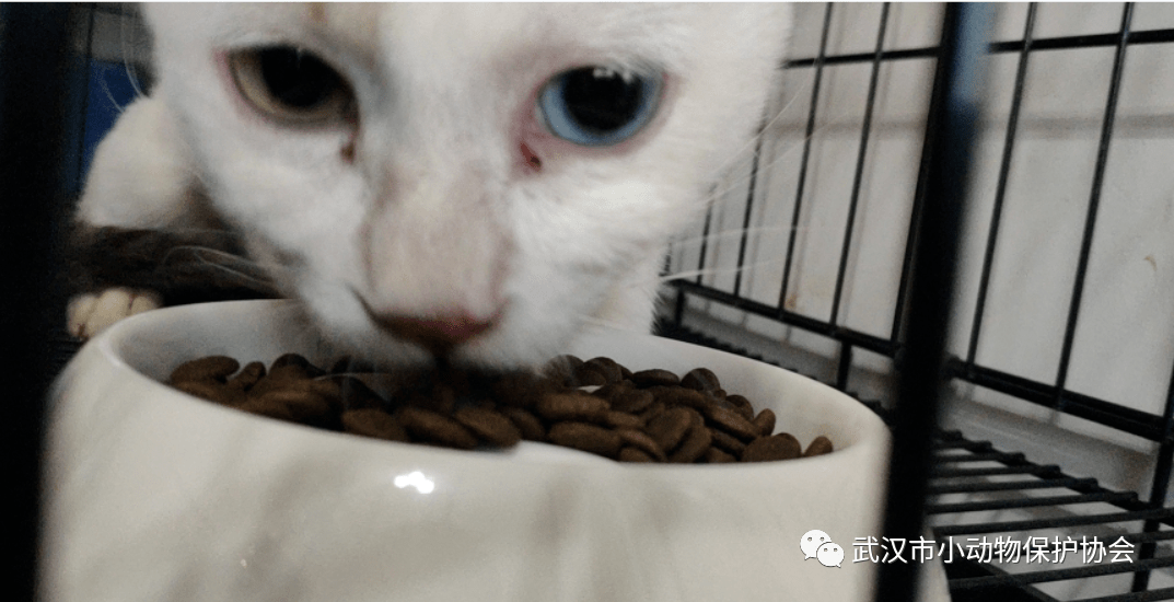 女子救助小猫伤可见骨，紧急送医治疗感人瞬间
