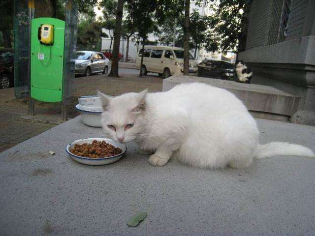 流浪猫即使很饿也不忘蹭蹭喂食者的故事