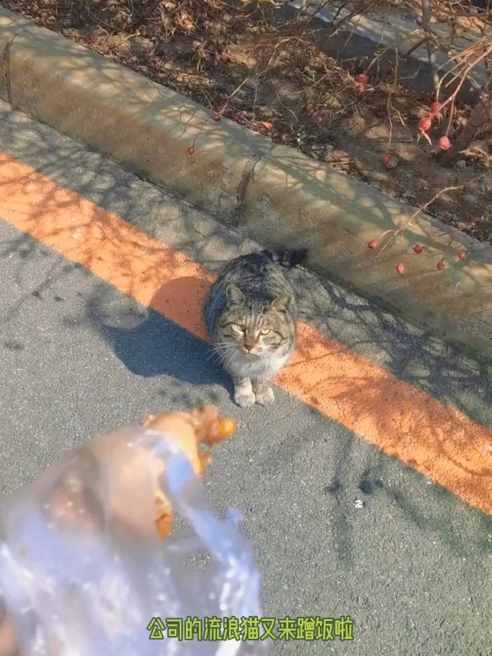 流浪猫即使很饿也不忘蹭蹭喂食者的故事