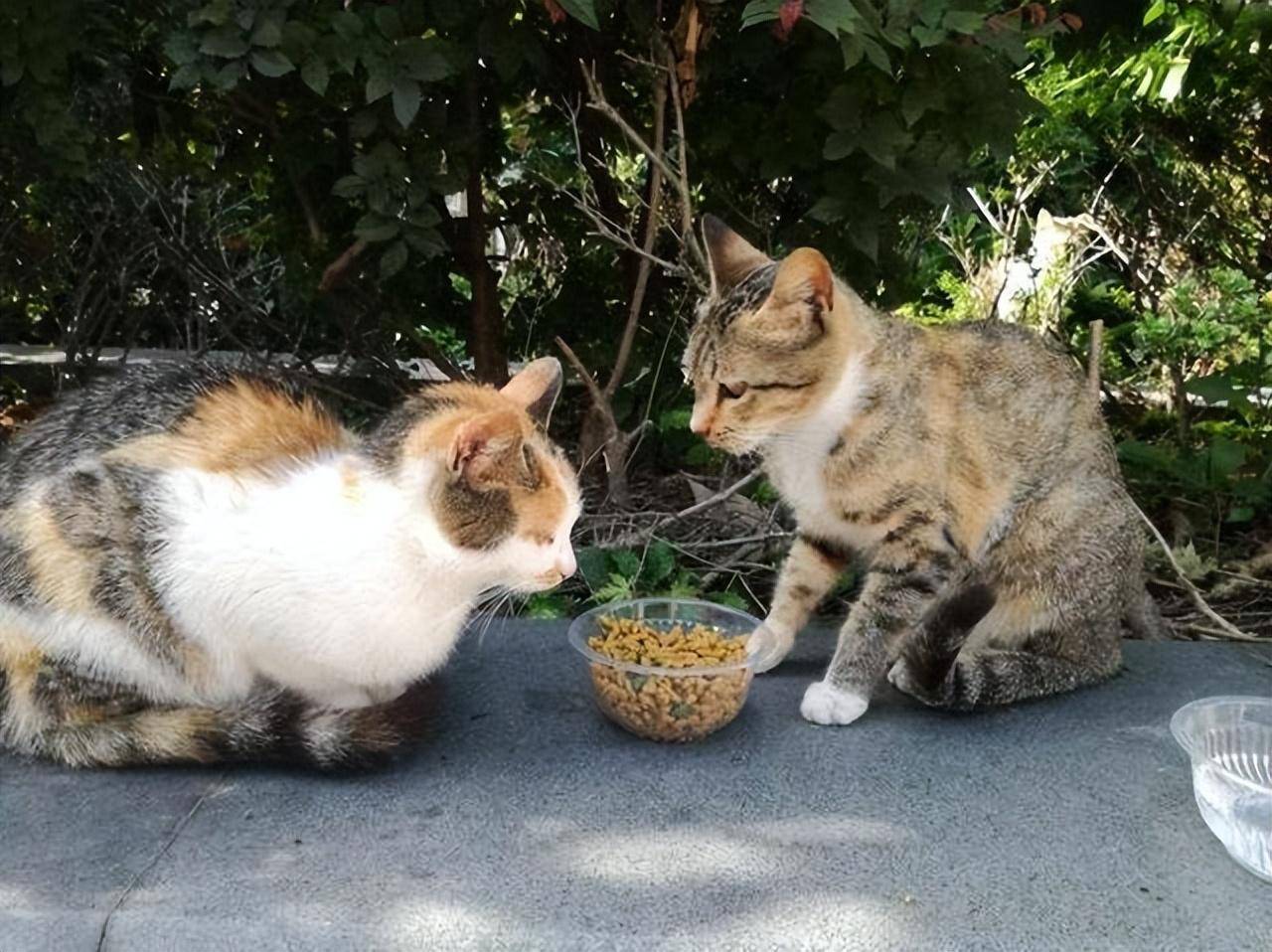 流浪猫即使很饿也不忘蹭蹭喂食者的故事