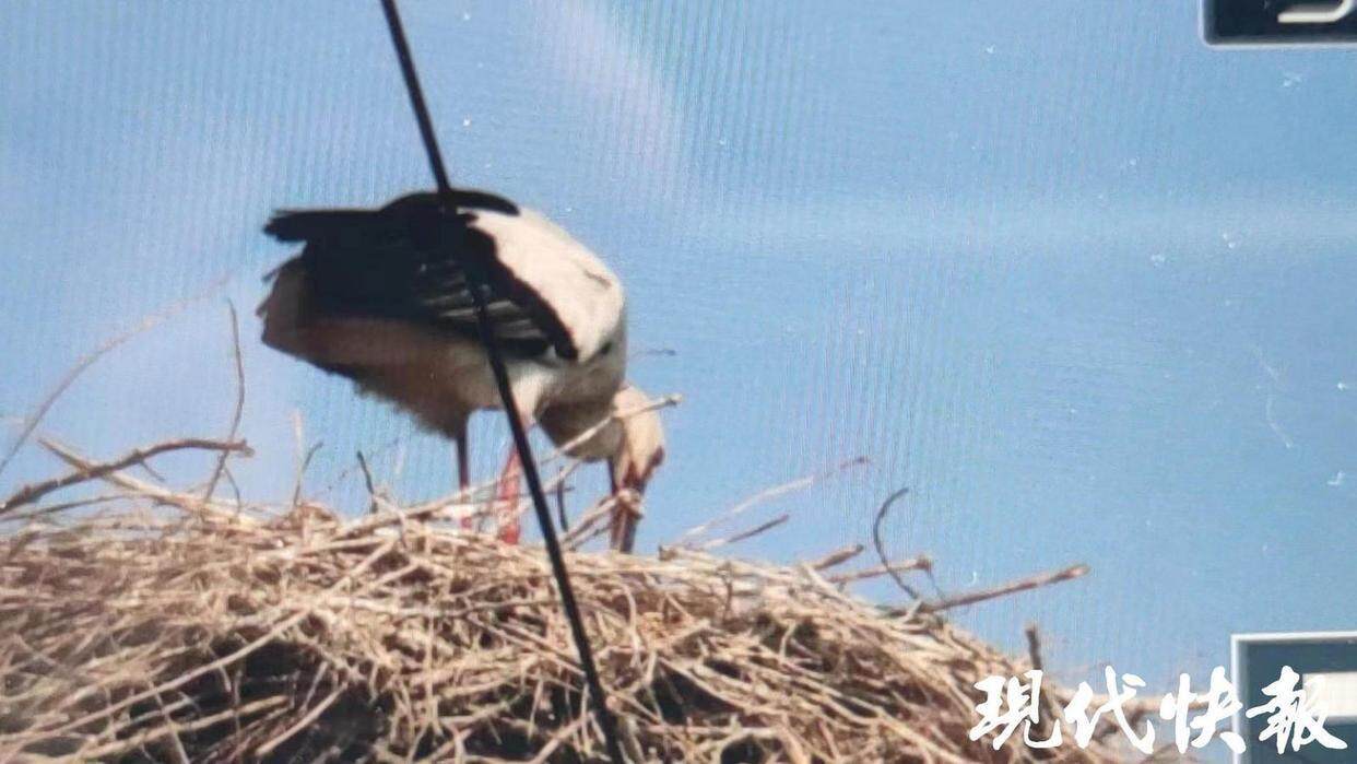 东方白鹳被绞断双腿，呼唤生态保护与救助的紧急行动