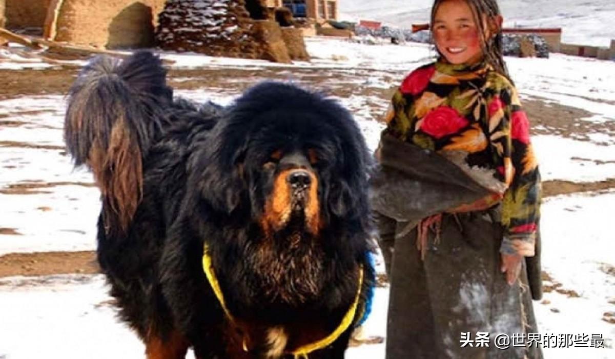 揭秘真相，受伤雪豹曾被藏獒围攻致瘫痪？假的！