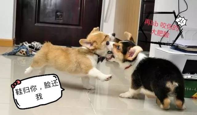 柯基打架失利后的悲剧，一场宠物间的冲突引发的深思