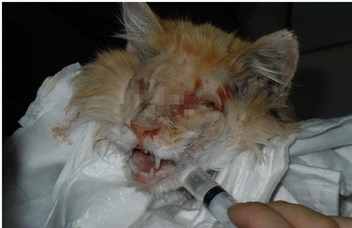 养了4年的猫突然发狂，主人被咬到需要输液一周，深度分析与反思