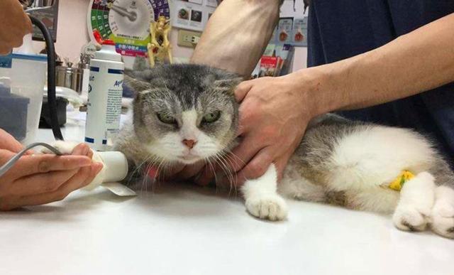 养了4年的猫突然发狂，主人被咬到需要输液一周，深度分析与反思