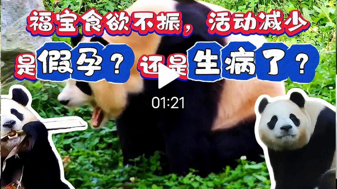 福宝再进入假孕状态，探寻现象背后的故事