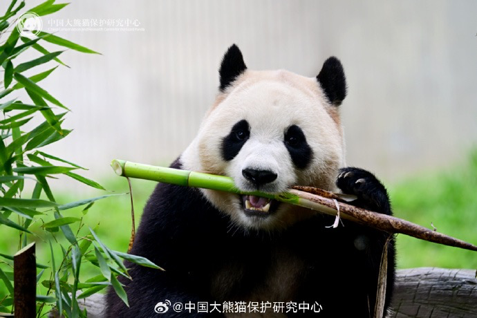 福宝再进入假孕状态，探寻现象背后的故事