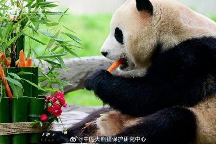 福宝再进入假孕状态，探寻现象背后的故事