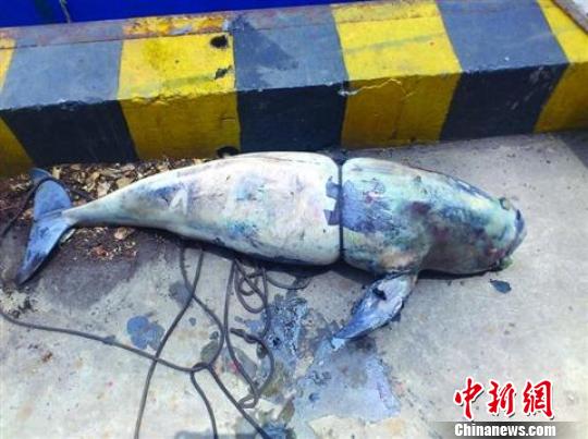 大连发现江豚尸体，疑似鱼枪所致事件分析