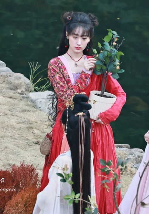 落花时节又逢君新剧——一部跨越时空的浪漫邂逅