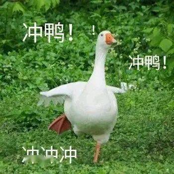 深圳兔子警官爆火现象深度解析