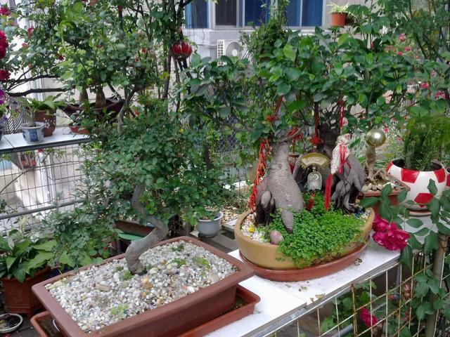 男子卖两盆花被索赔五万，网友惊呼，啥花？