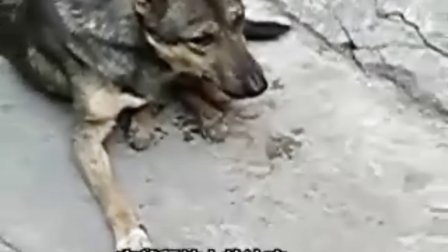 短片狗狗的视频，萌宠的魅力与治愈力量