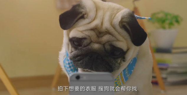 短片狗狗的视频，萌宠的魅力与治愈力量