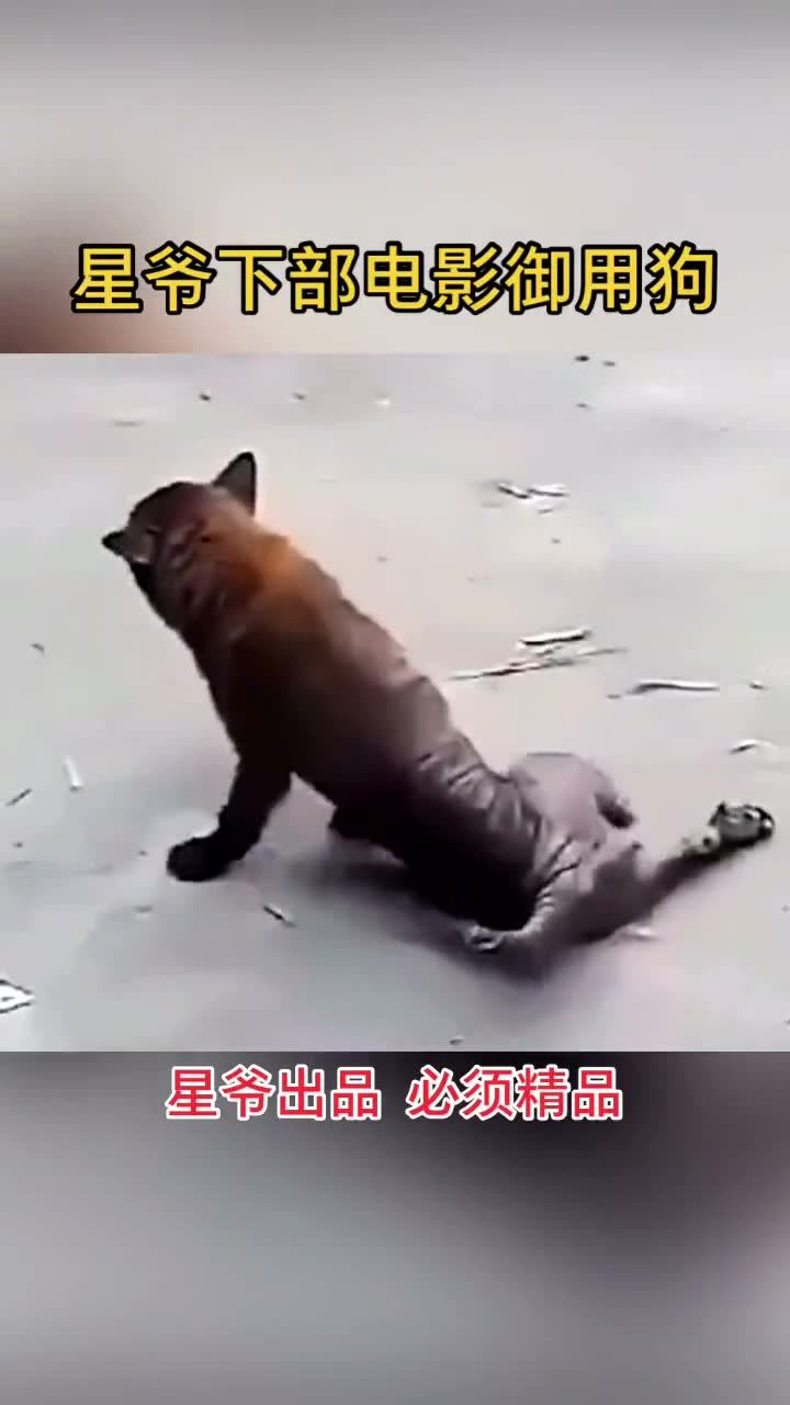狗狗演戏的视频，萌宠演绎精彩瞬间