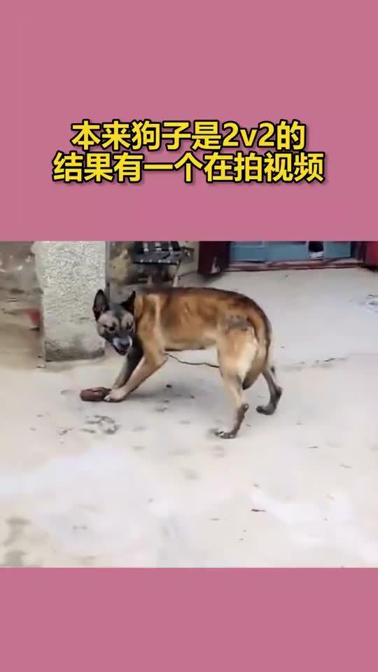 拍狗视频还能挣钱吗？探究宠物产业的盈利之道