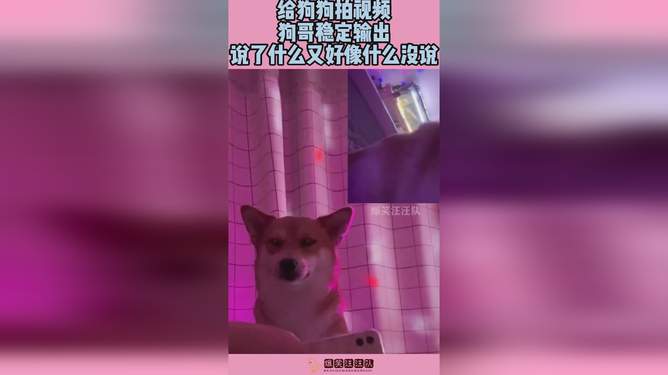 拍狗视频还能挣钱吗？探究宠物产业的盈利之道