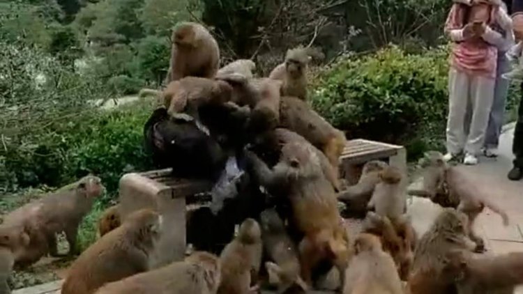 男子被猴子抢食还挨了一巴掌，惊魂一刻引发深思