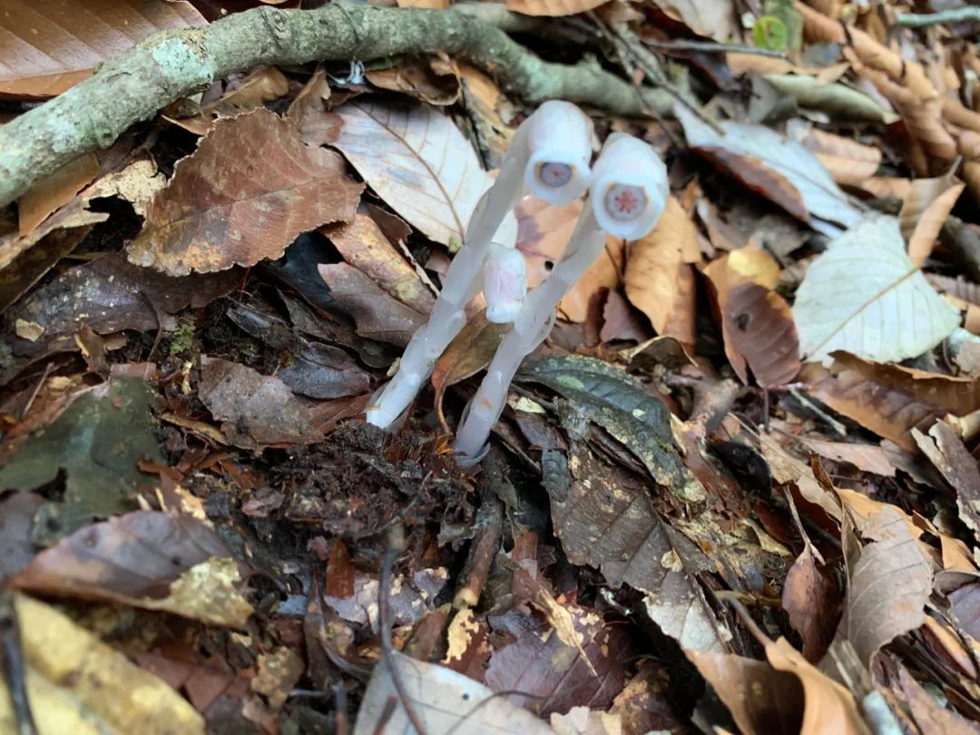 贵州发现罕见幽灵之花，自然奇迹的绽放
