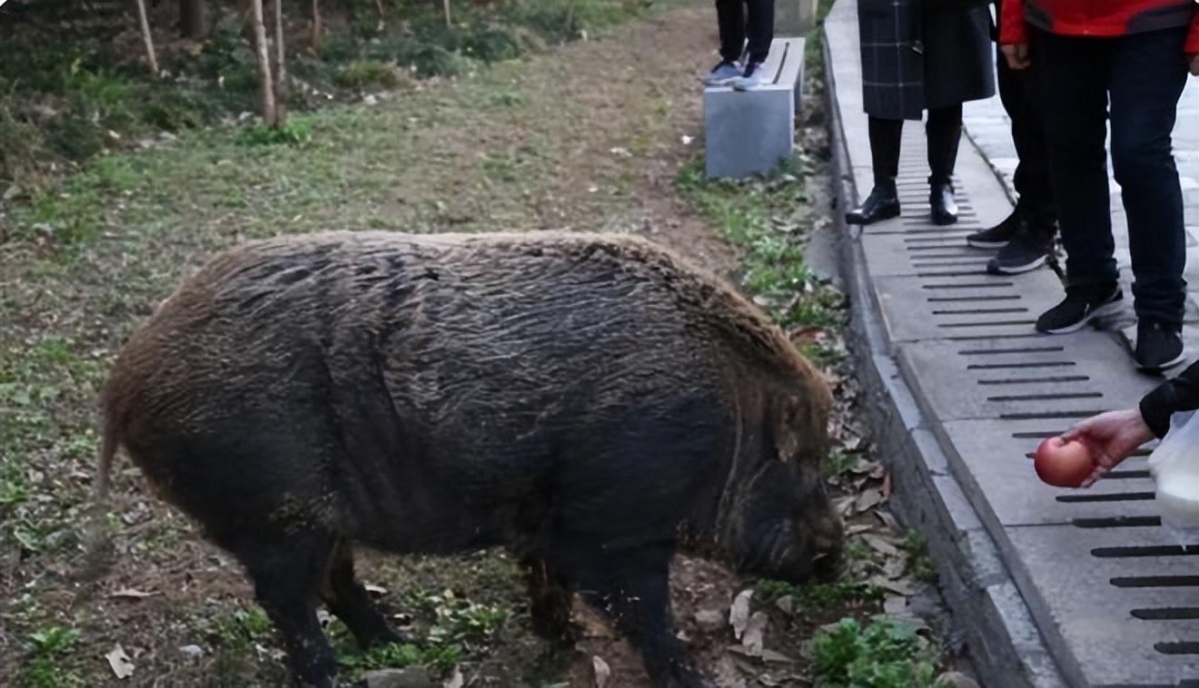 野猪闯校记，意外来访后的悠闲离去