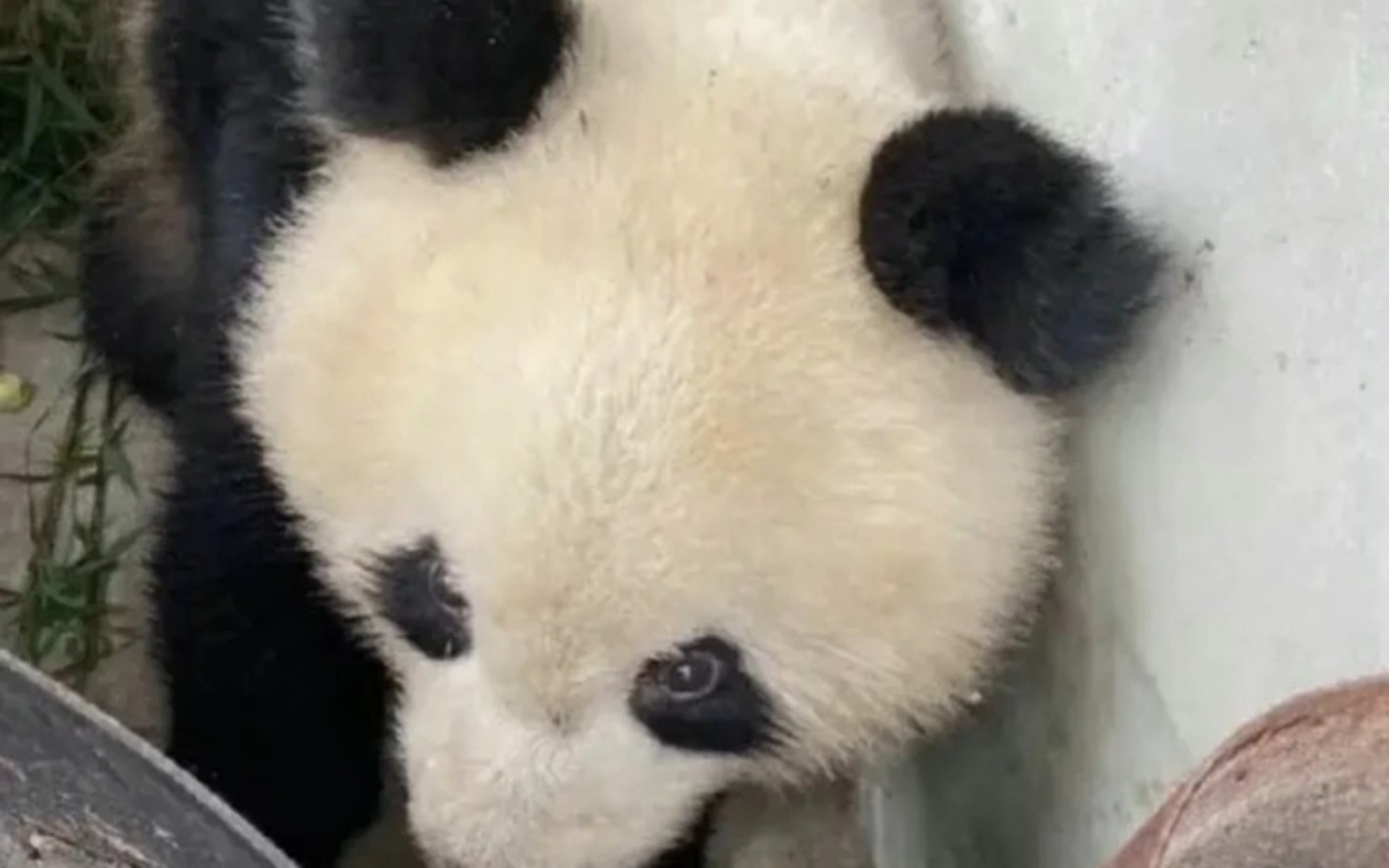大熊猫求助，守护国宝，我们在行动