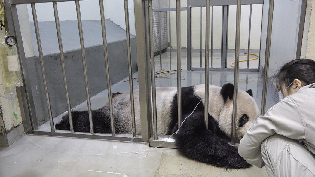 大熊猫求助，守护国宝，我们在行动