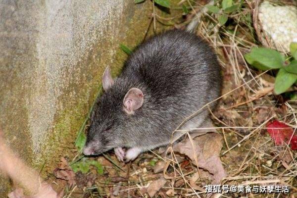 田间老鼠泛滥，如何应对与处理