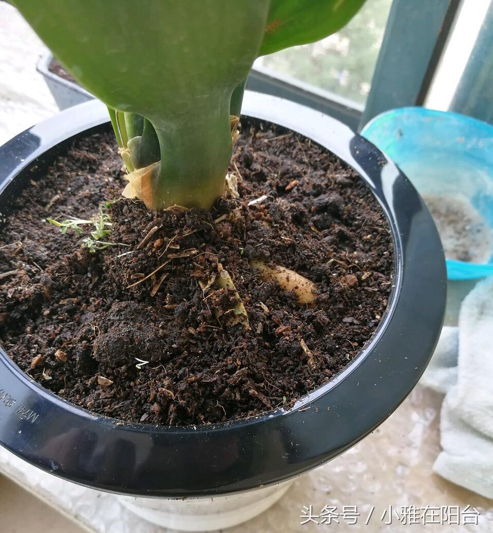 花生壳花钱吗？——深度解析网络热门话题