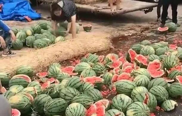广西瓜农面临低价困境，无奈之举引发关注——西瓜池塘弃置现象探究