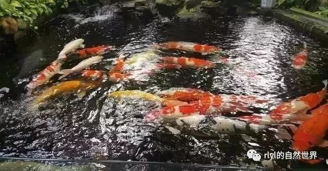 大量西瓜被扔进鱼塘喂鱼？当地回应