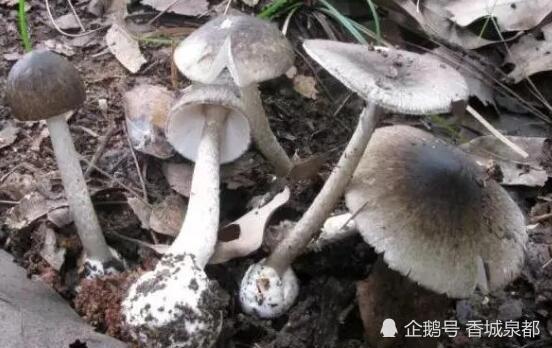 男子吃野生菌中毒看见水母和凤凰，一次奇幻又惊险的冒险之旅