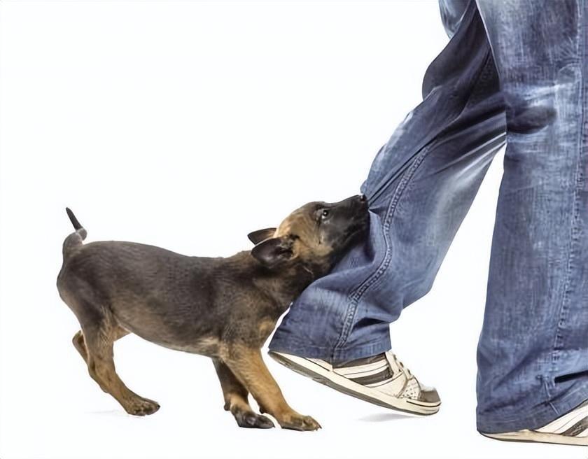 恶犬狂吠小伙大喊退退退——社区安全与文明养犬的探讨