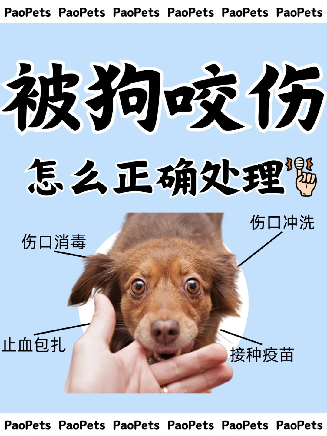 关于狗咬后三个月未发病是否安全的探讨