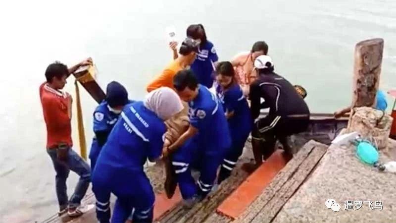 游客遇险落海，军人英勇救援展现英勇本色