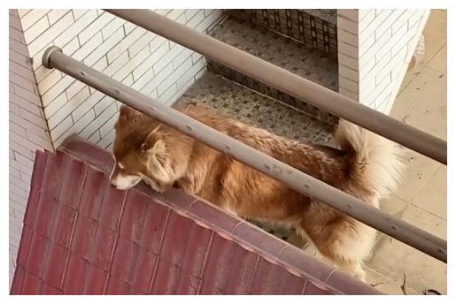狗狗被困住，一场关于生命与爱的救援行动