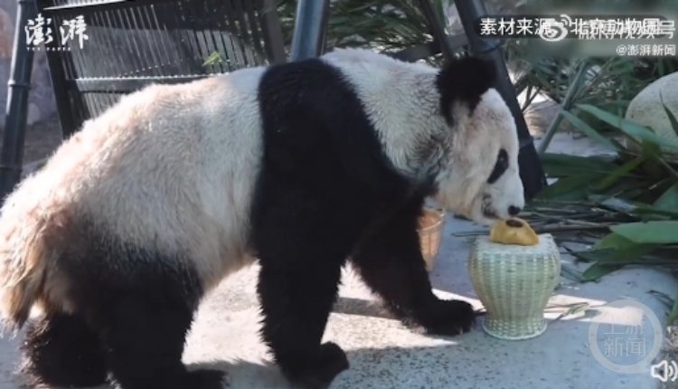 大熊猫回国视频，跨越千里的萌宝归乡之旅