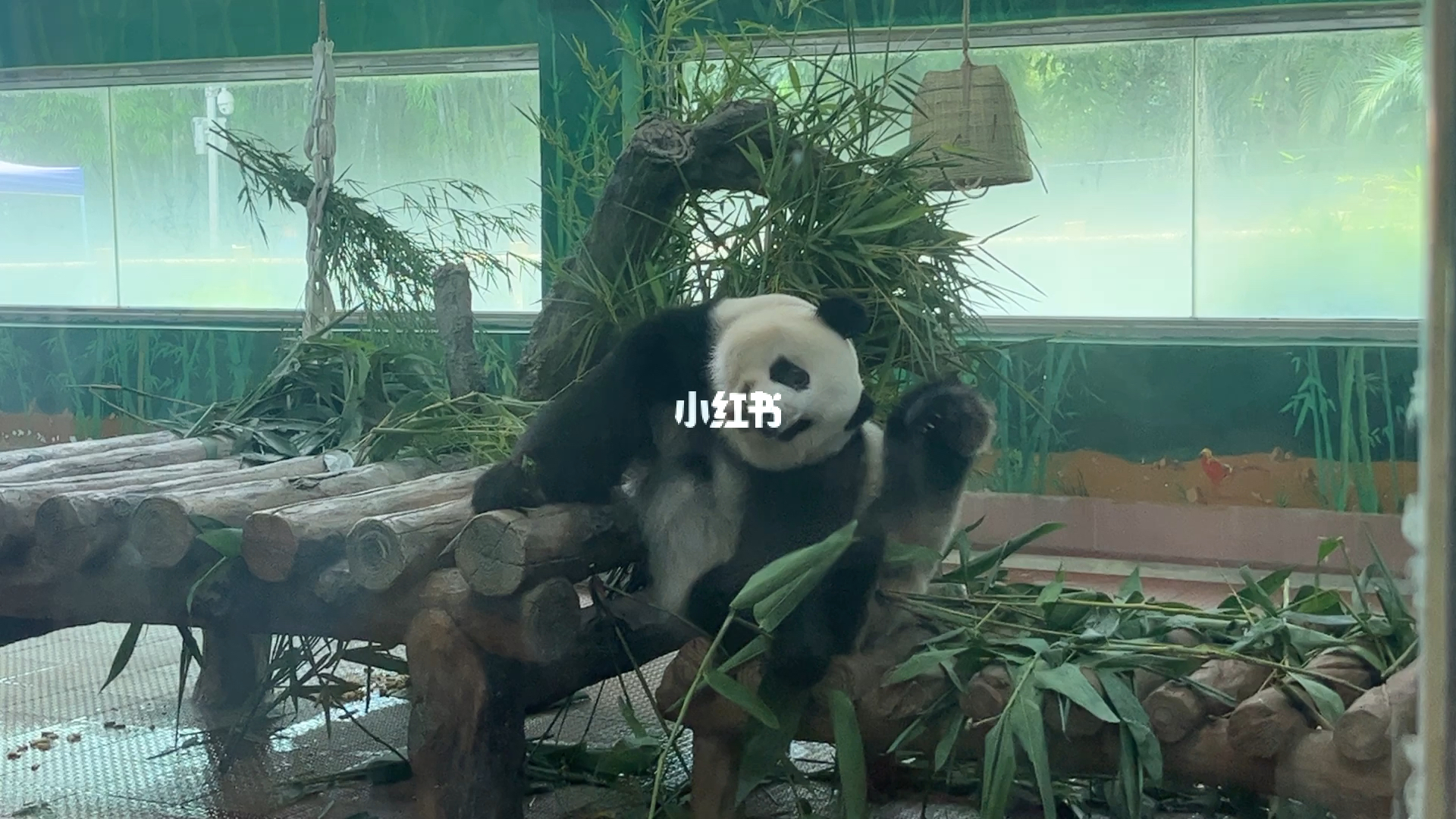 大熊猫吧，探寻萌态万千的国宝世界
